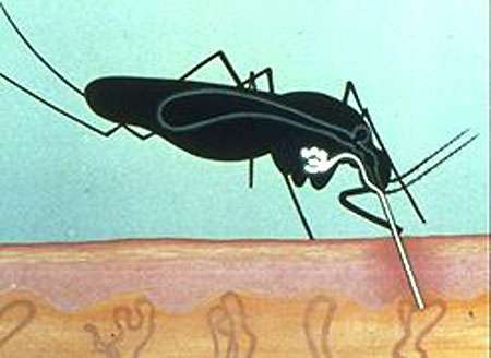 Schéma d'un moustique piquant. © DR - Reproduction et utilisation interdites