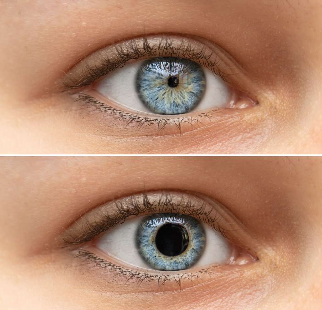 La taille des pupilles varie selon la luminosité. © Alessandro Grandini, Adobe Stock