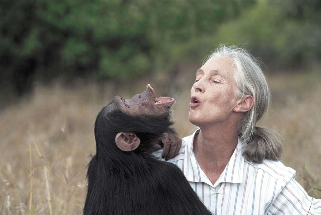 Jane Goodall avec Uruhara, chimpanzé orphelin : l'Homme et les animaux non humains comme les chimpanzés, une espèce menacée, partagent beaucoup de traits mentaux et émotionnels. © Institut Jane Goodall