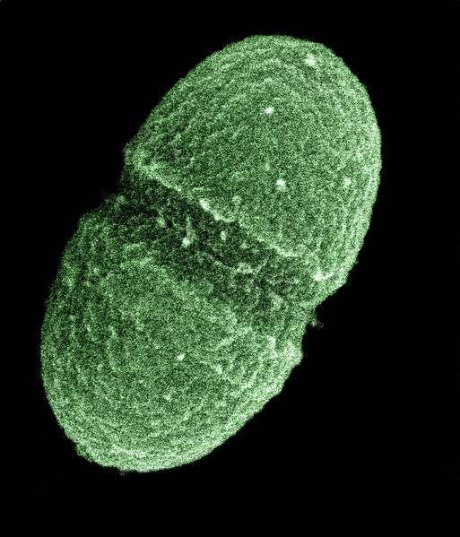 Enterococcus faecalis au microscope électronique. © United States Departement of Agriculture