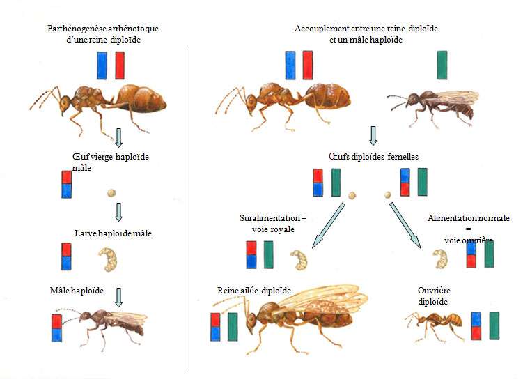 L Etonnant Determinisme Du Sexe Chez Les Fourmis Dossier