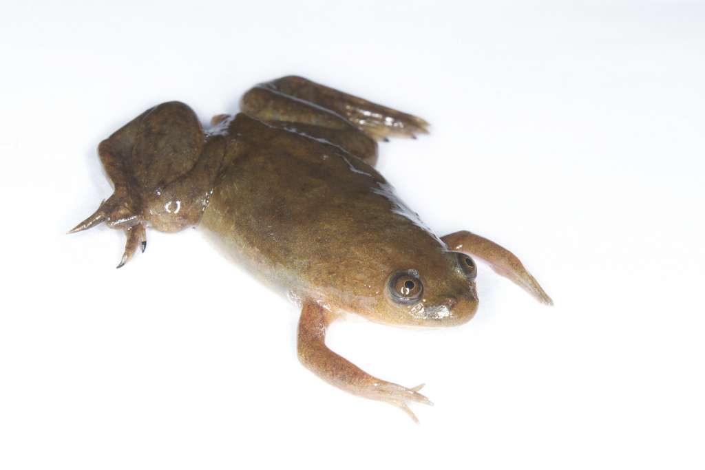 Le xénope lisse, Xenopus laevis. © brian.gratwicke, Flickr, CC by 2.0