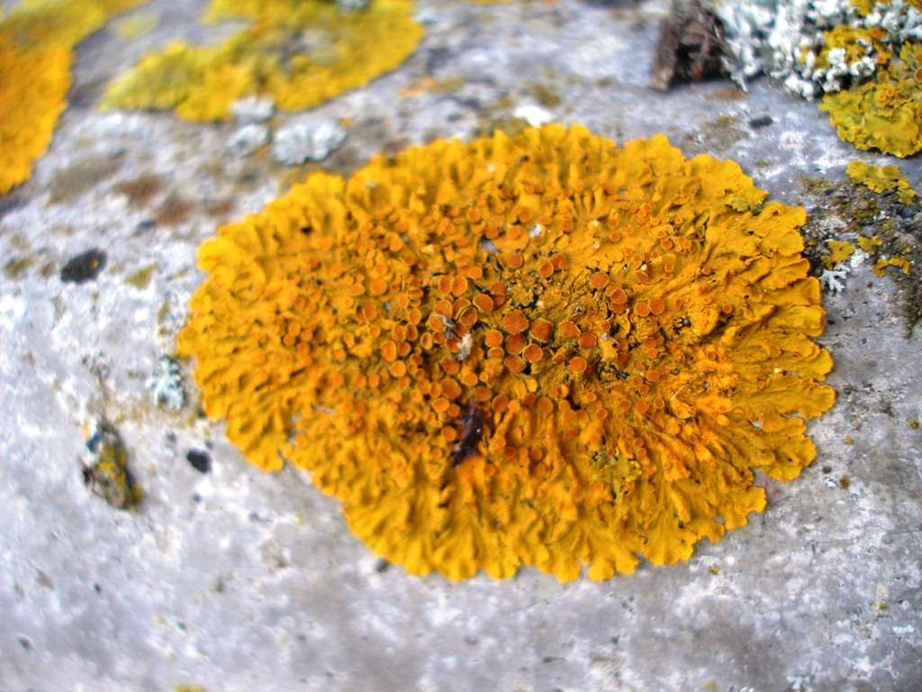 On voit sur cette photo un lichen similaire à ceux utilisés pour la mission Expose-E, Xanthoria elegans. © Creative Commons-N. McAuley