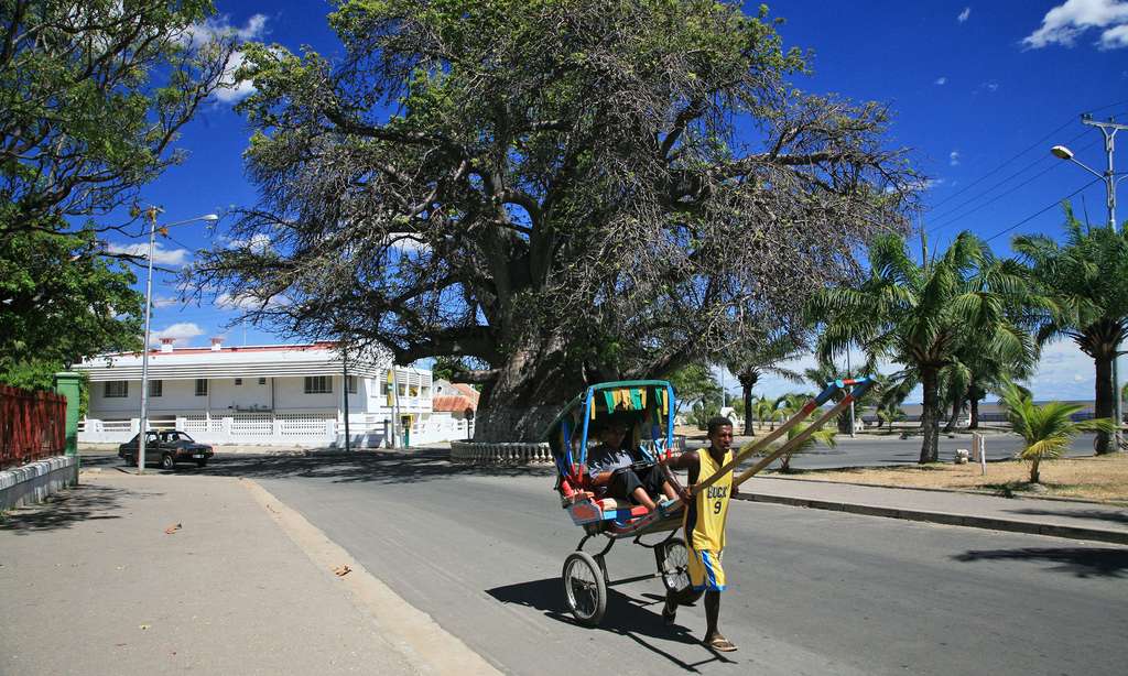 Baobab de 800 ans de Majunga Baobab de 800 ans de Majunga