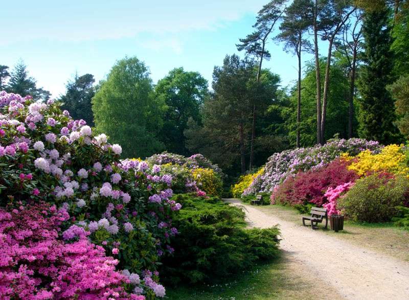 Le Rhododendronpark de Graal-Müritz, en Allemagne Le Rhododendronpark de Graal-Müritz, en Allemagne