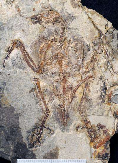 Le fossile du Sulcavis geeorum tel qu'il est apparu après avoir été préparé. La barre d'échelle en bas représente 10 cm. Cet oiseau préhistorique a vécu voilà 121 à 125 millions d'années dans la Chine actuelle. © Stephanie Abramowicz