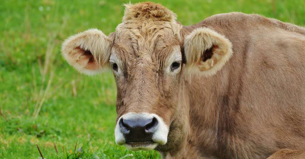 L'allergie au lait de vache peut provoquer des réactions cutanées. © Alexas Fotos, DP