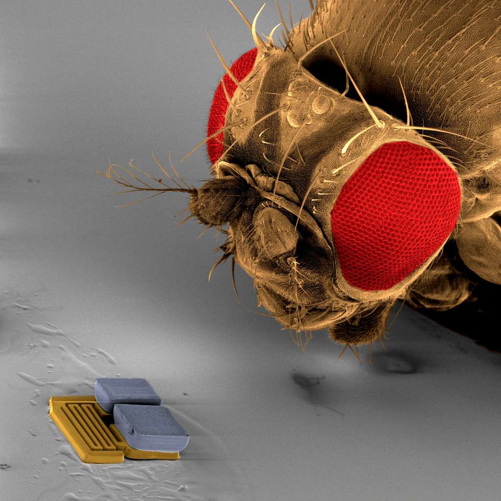 Mems : un nanofootballeur qui fait mouche Mems : un nanofootballeur qui fait mouche