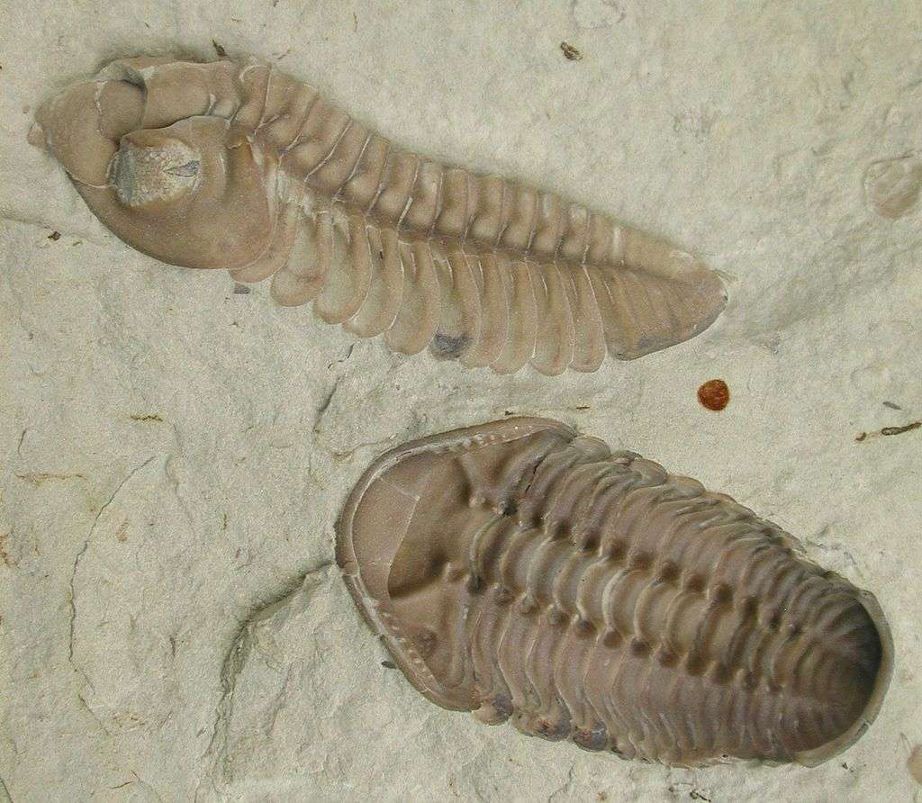 Les trilobites font partie des espèces marines fortement impactées par la crise de la fin de l’Ordovicien. © Moussa Direct Ltd., Wikimedia Commons, CC by-sa 3.0