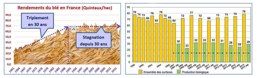 Les rendements des céréales sont maintenant stables en France depuis 30 ans, en « conventionnel » comme en « bio ». © Graphiques de Bruno Parmentier à partir des statistiques agricoles françaises. Tous droits réservés