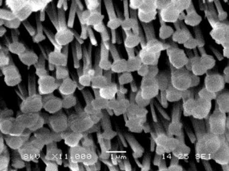 Sur cette image de microscopie électronique, on observe des microchampignons à la surface du revêtement créé par les chercheurs. De telles structures rendent ce matériau omniphobe : il repousse à la fois l’eau et les huiles. © Jia Min Chin, IMRE