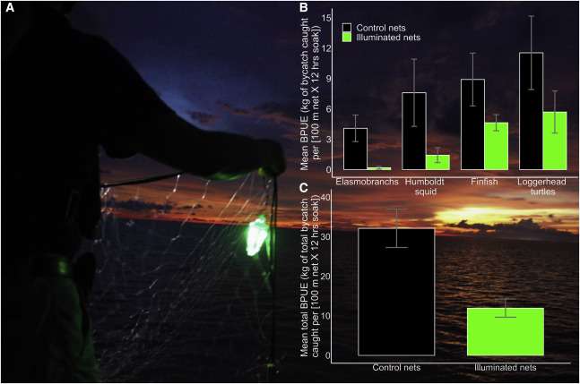 La mise en place de lanternes sur les filets de pêche permet de réduire significativement la biomasse des prises accessoires. © Senko et al., 2022