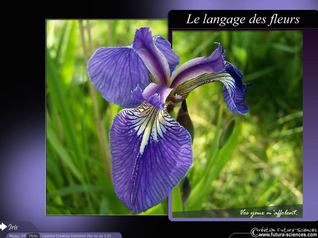 Iris : vos yeux m'affolent Iris : vos yeux m'affolent