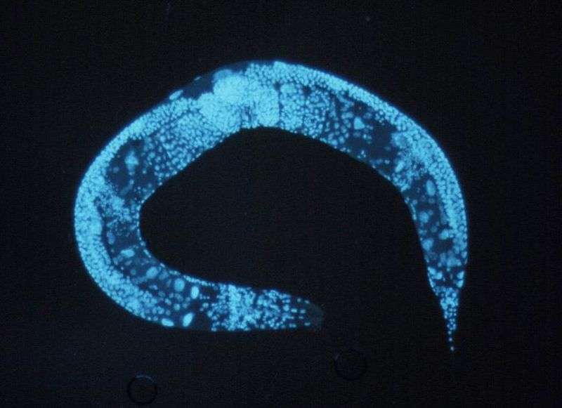 Le nématode Caenorhabditis elegans est un organisme modèle car il permet l'étude de différents mécanismes biologiques comme l’apoptose, le vieillissement cellulaire et le développement embryonnaire. © National Human Genome Resarch Institut, Wikimedia Commons, DP