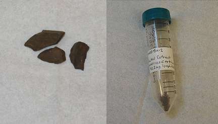 Figure 2. A gauche des fragments du fémur de T-Rex, à droite les échantillons sous forme de poudre brune. © HMS/BIDMC