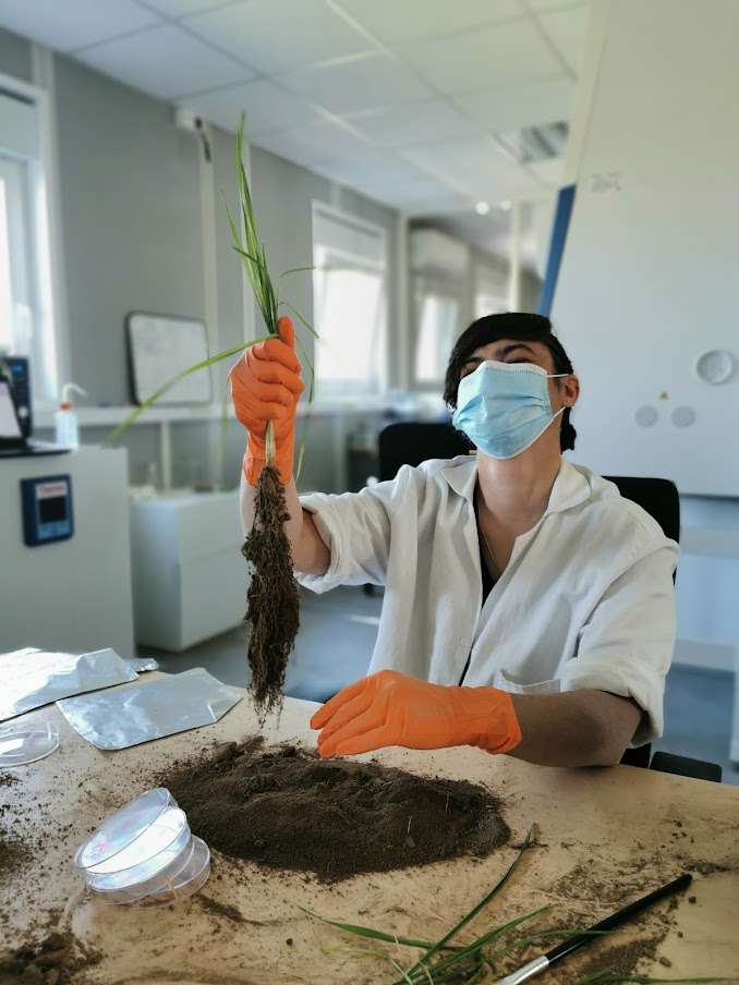 Récupération des bactéries sur les racines d'un pied de blé. © BioIntrant