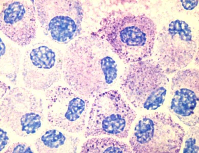 Des mastocytes observés au bleu d’aniline. On en trouve à des degrés divers dans tous les organes, avec une prédominance dans la peau. © Kauczuk