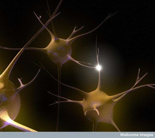 Les synapses sont ces connexions qui permettent l'échange d'informations entre neurones et contribuent à la mémorisation. Il est donc important de les préserver ou de les restaurer dans le cas de maladies neurodégénératives comme Alzheimer. © Emily Evans, Wellcome images, Flickr, cc by nc nd 2.0
