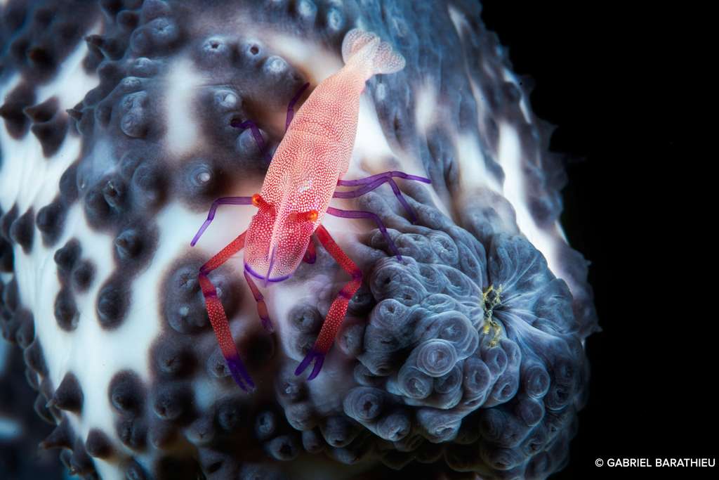 La crevette impériale sur son concombre de mer