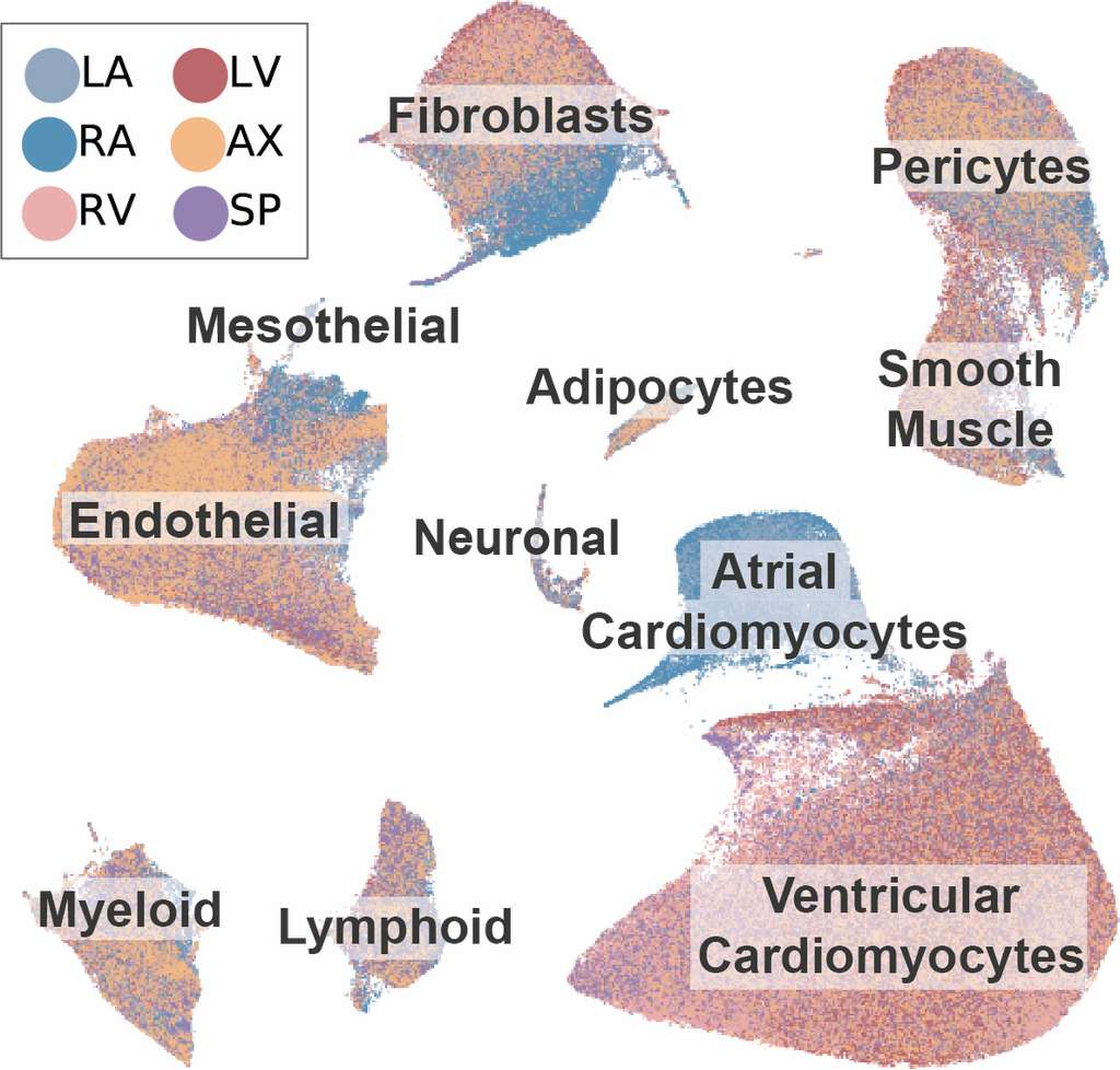 L'atlas du cœur découpé en six régions (atriums gauche et droit, ventricules gauche et droit, apex et septum interventriculaire). © Human Cell Project