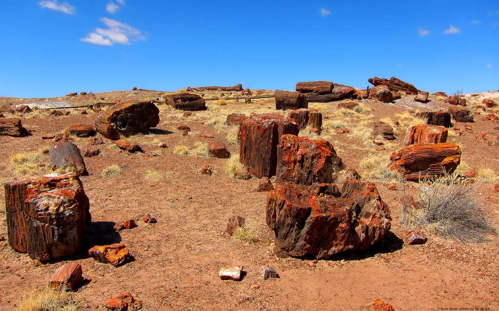 Le parc national de Petrified Forest Le parc national de Petrified Forest