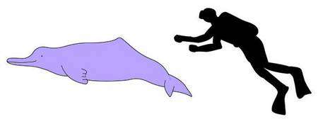 Tailles comparées du dauphin de Chine et de l'Homme.
