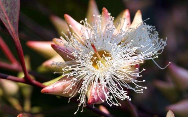 Eucalyptus Fleur Eucalyptus Fleur