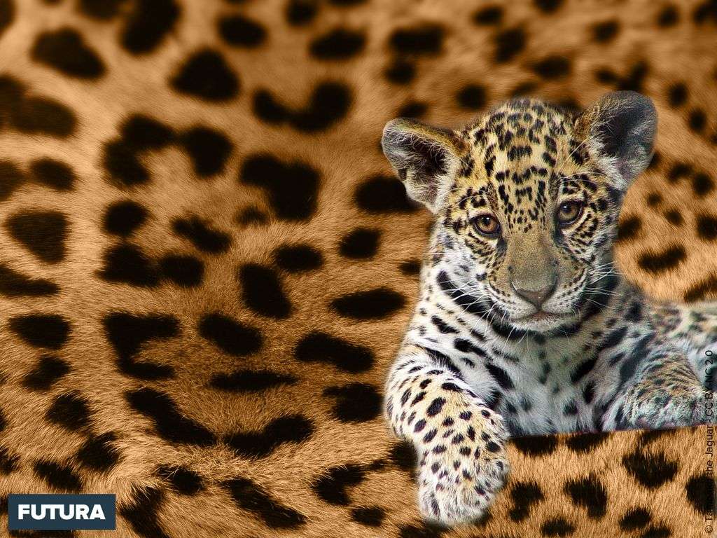 Fond D Ecran Bebe Leopard