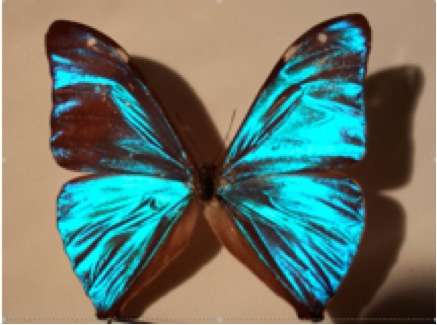 La couleur des animaux peut avoir des origines diverses. L'iridescence des ailes des papillons de type Morpho est due aux écailles du papillon qui présentent des stries formant une structure périodique à deux dimensions. © B. Valeur DR
