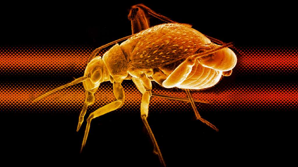 Une punaise vue au microscope électronique Une punaise vue au microscope électronique