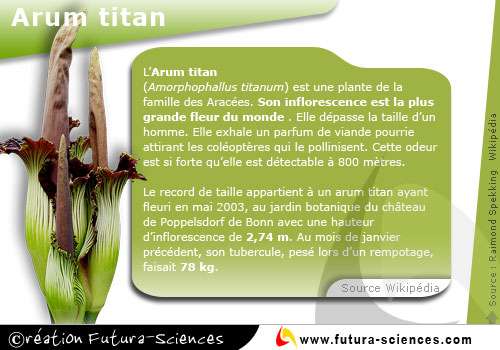 Arum titan