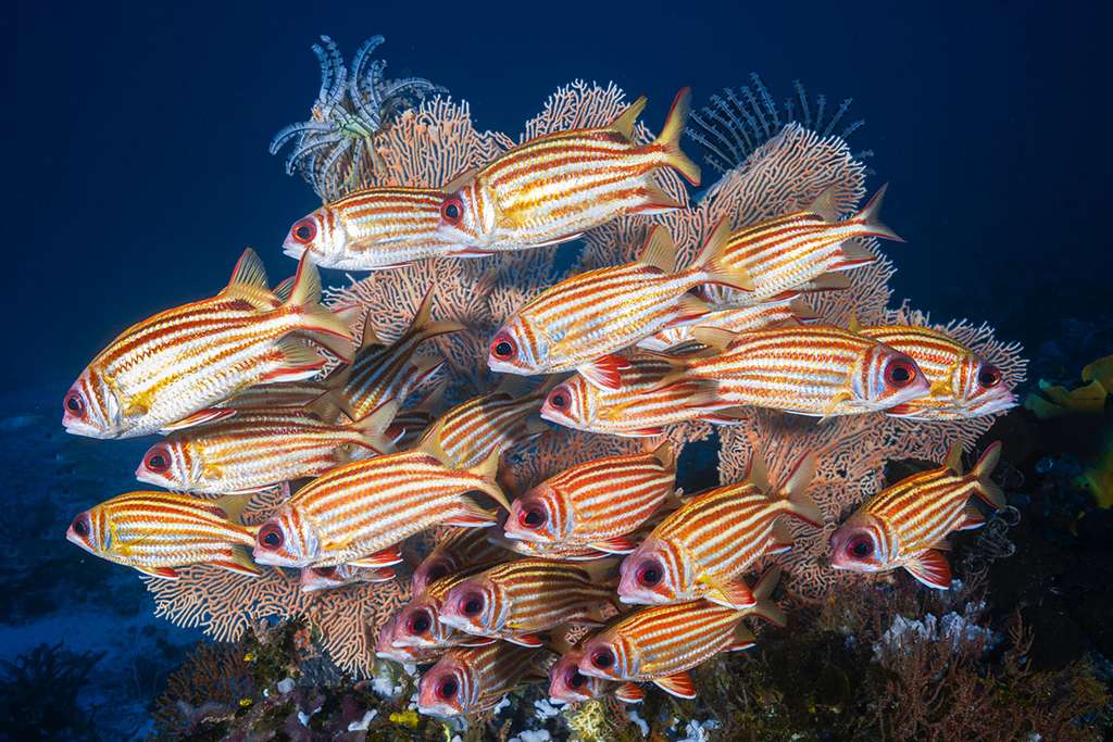 Un banc de poissons-écureuils (Sargocentron seychellense) en formation serrée. © Gabriel Barathieu, tous drois réservés Un banc de poissons-écureuils (Sargocentron seychellense) en formation serrée. © Gabriel Barathieu, tous drois réservés