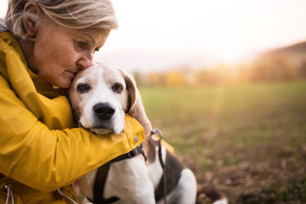 Les résultats du Dog Aging Project devraient aussi avoir des répercussions sur la manière dont les médecins envisagent le vieillissement humain. © Halfpoint, Adobe Stock