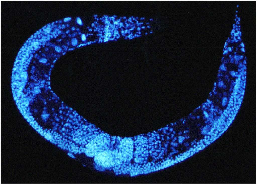 L’ADN du ver Caenorhabditis elegans marqué au Dapi L’ADN du ver Caenorhabditis elegans marqué au Dapi