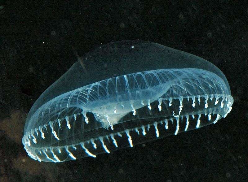 Aequorea victoria Aequorea victoria