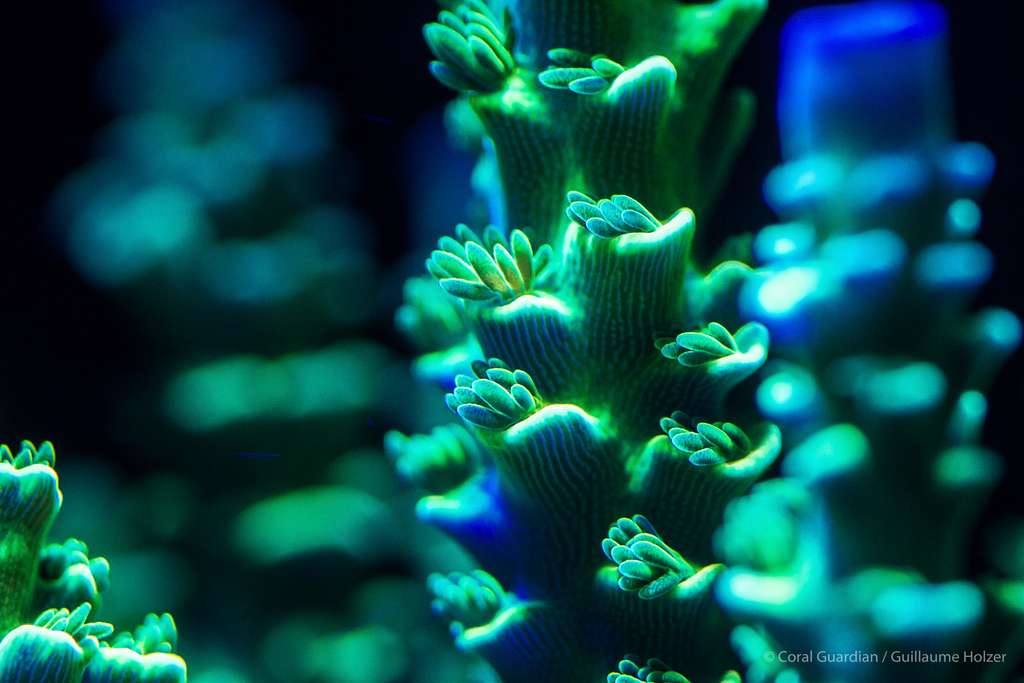 Acropora tenius est un corail dur branchu formé de nombreux petits polypes vivant en colonie. © Guillaume Holzer, Coral Guardian - Tous droits réservés, reproduction interdite