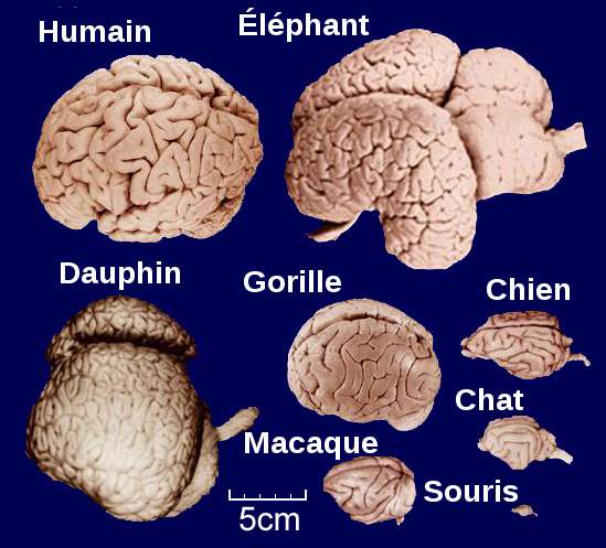 Les différents cerveaux, de gauche à droite et de haut en bas : humain, éléphant, dauphin, gorille, chien, macaque, chat et souris. © Bourrichon, DP