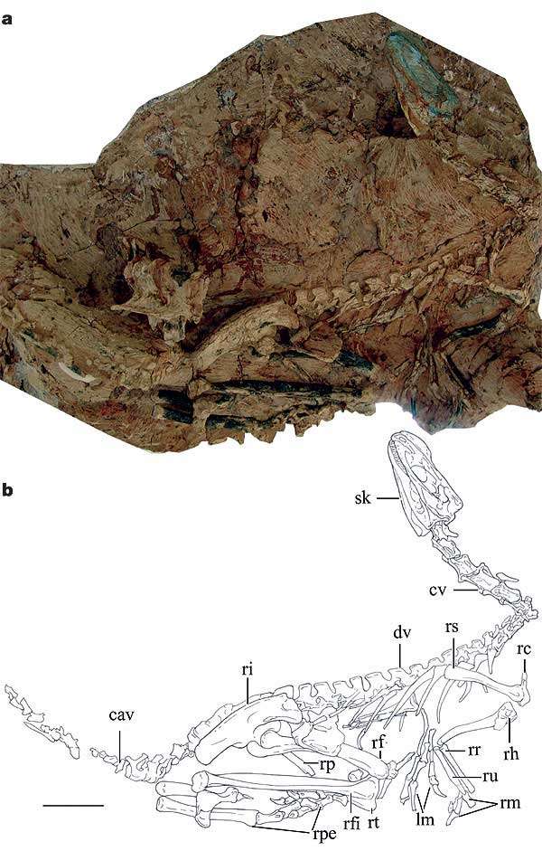 Spécimen juvénile de Guanlong Spécimen juvénile de Guanlong