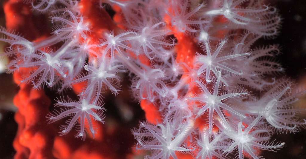 Quelles sont les propriétés du corail rouge et comment sa reproduction se déroule-t-elle ? Ici, des polypes de corail rouge. © J.-G. Harmelin, tous droits réservés, reproduction et utilisation interdites