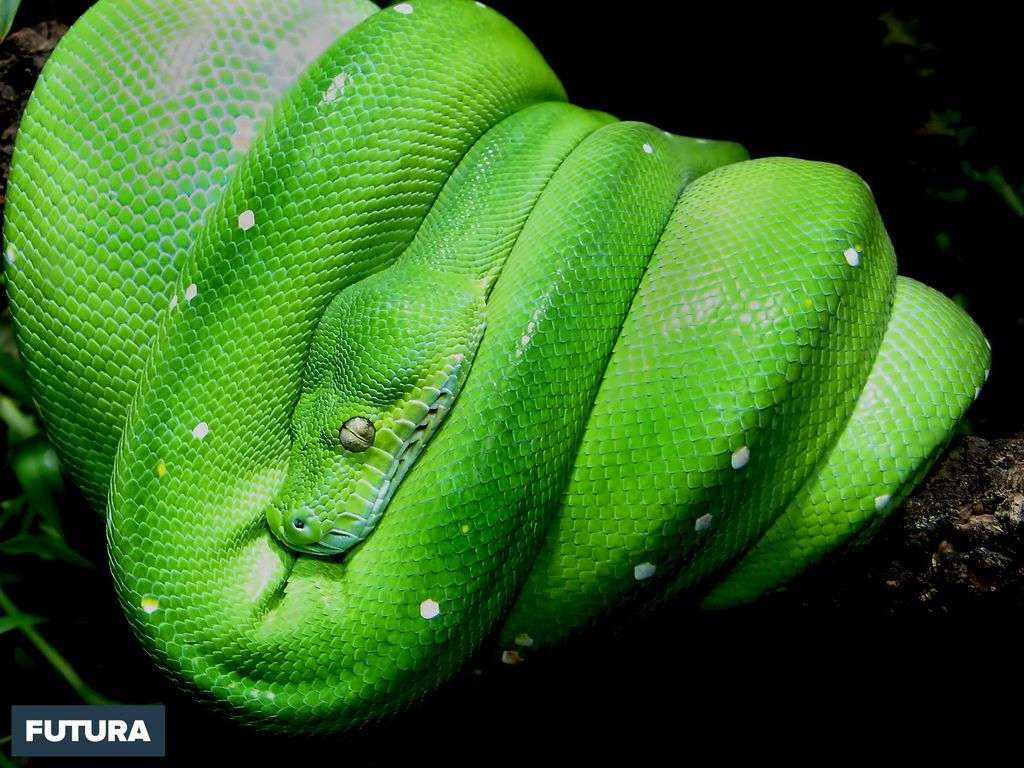 Fond d'écran | Python vert - Morelia viridis