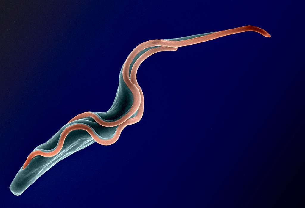 Le Trypanosoma brucei, responsable de la « maladie du sommeil », est transmis par la mouche tsé-tsé. © Institut Pasteur/Louis Lamy
