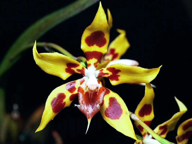 Orchidée Odontoglossum kegeliani d'Amérique du Sud Orchidée Odontoglossum kegeliani d'Amérique du Sud