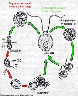 Cycle de reproduction de Chlamydomonas. © DR