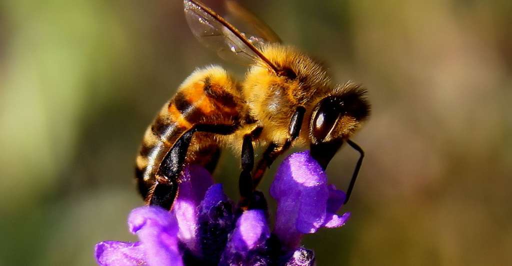 En savoir plus sur les abeilles. © Chezbeate - Domaine public
