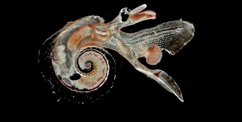 L'hétéropode Atlanta : les mollusques hétéropodes comme cet Atlanta peroni possèdent un seul pied en forme de nageoire lobée et une fine coquille calcaire transparente à travers laquelle on peut observer tous les organes. © C. et N. Sardet/CNRS