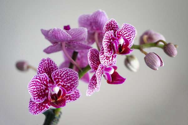 Orchidée. © Fietzfotos, Pixabay, CC0 Creative Commons