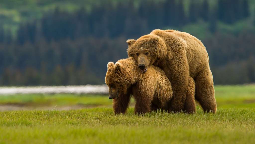 La période d'accouplement chez les ours bruns