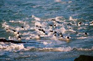 Manchots africains dans les vagues s’apprêtant à partir pêcher leur pitance. © David Grémillet