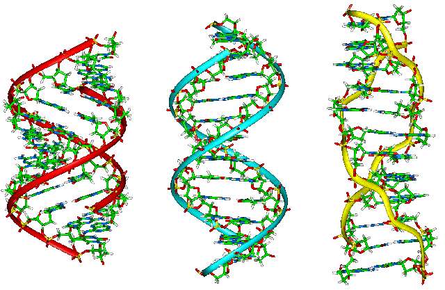 De gauche à droite, les structures de l'ADN-A, B, et Z. © Domaine public
