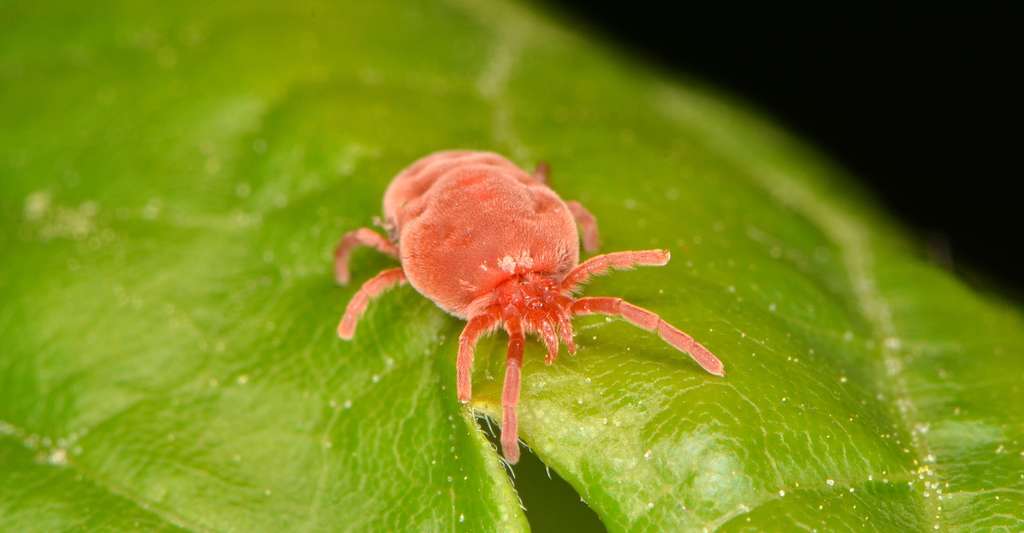 Le terme « aoûtat » désigne la larve de l'espèce d'acariens Trombicula autumnalis. © Marek Velechovsky, Shutterstock